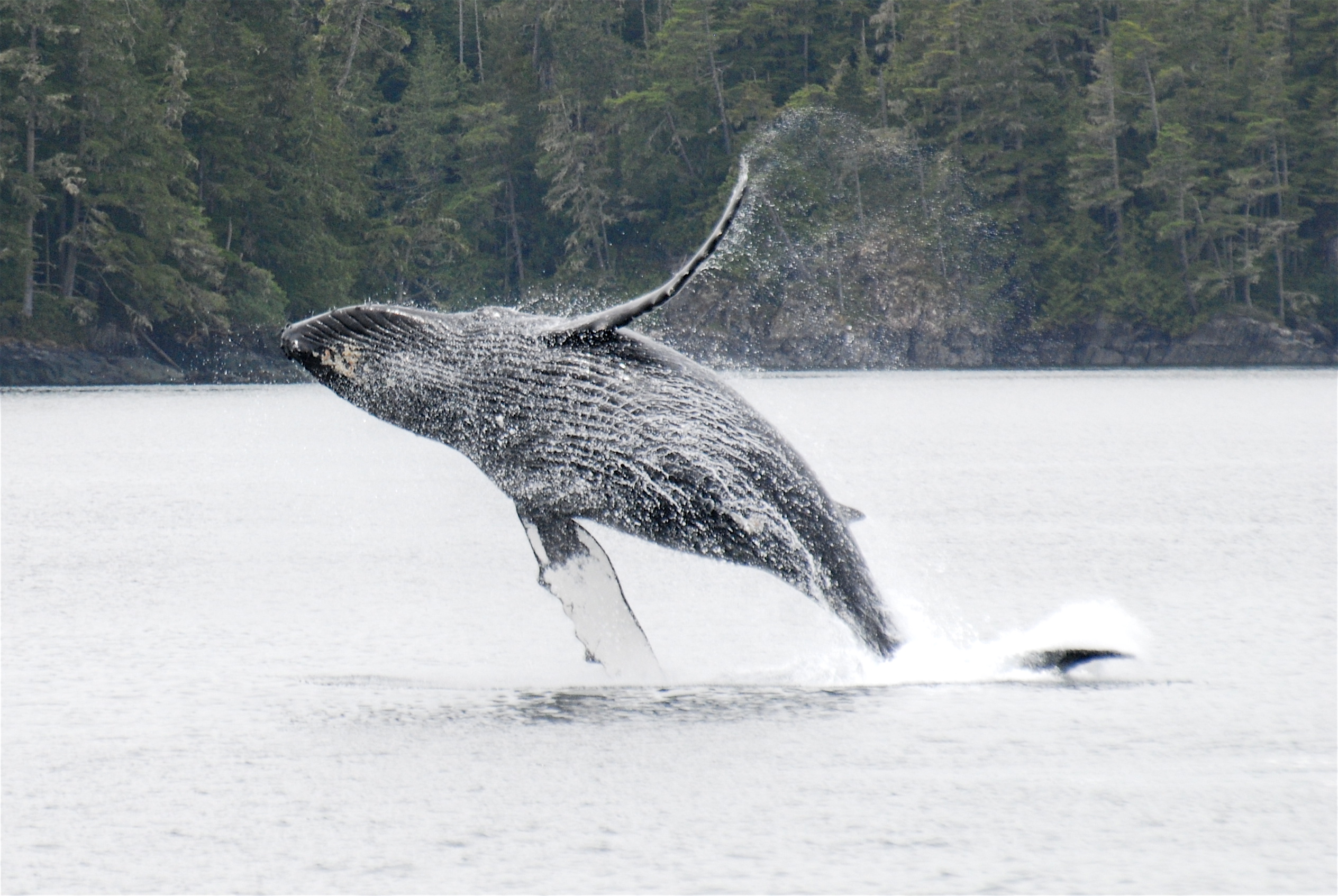12-year-old humpback whale "KC" (BCY0291), breaching. KC was first documented by MERS research off northern Vancouver Island when he was a calf in 2002, and has returned every year since then. (Photo by Christie McMillan, MERS)