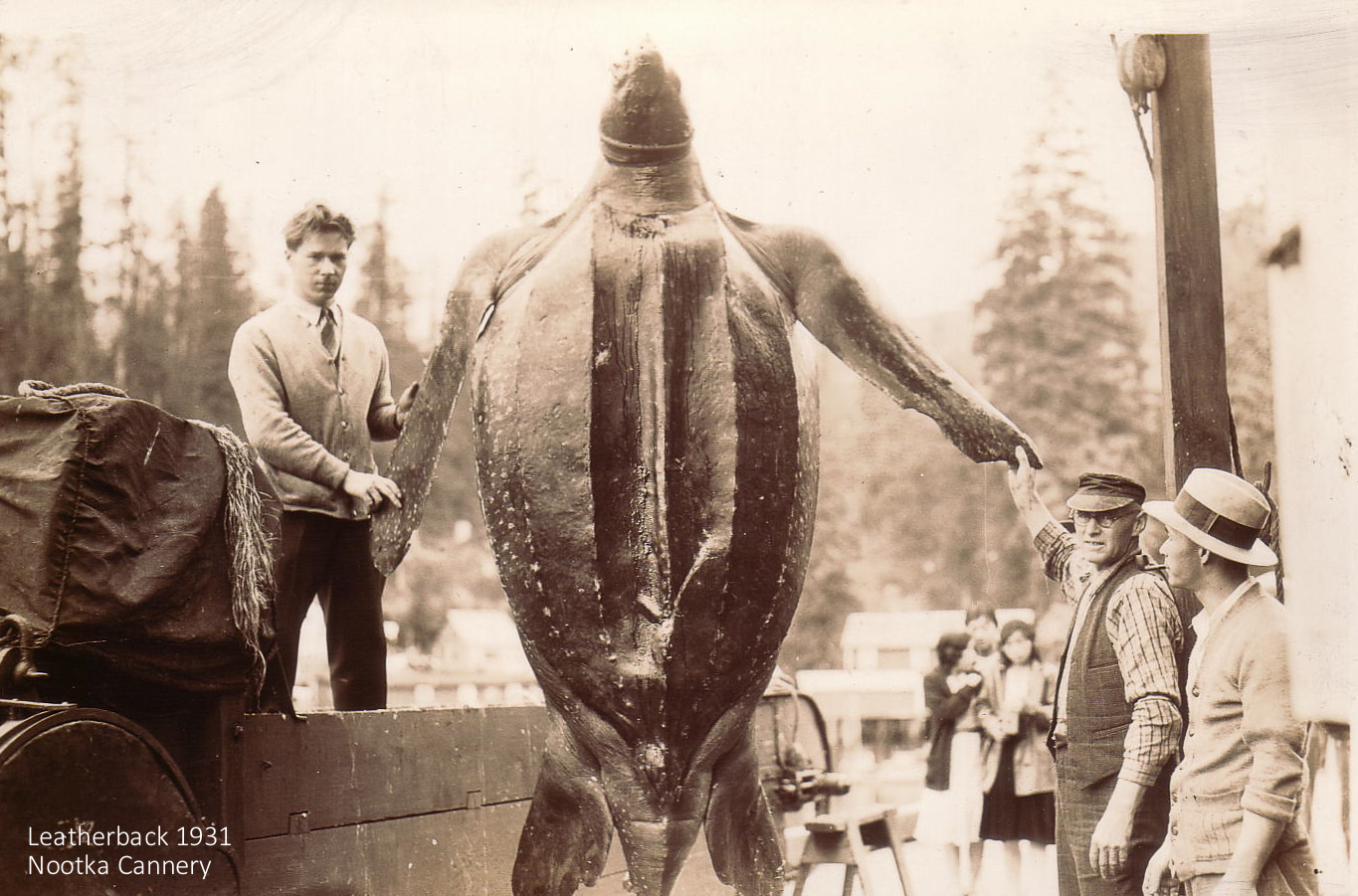 Unfortunate Leatherback Turtle at Nootka Packers. 1931. Click to enlarge.