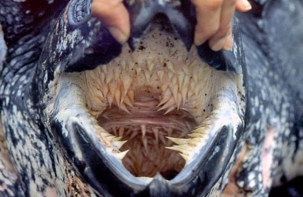 Another perspective on the papillae that allow Leatherbacks to retain jellyfish. Source: