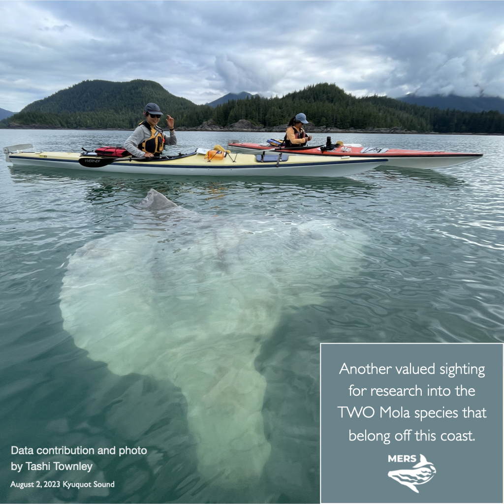 mers mola sunfish research data contribution and photo